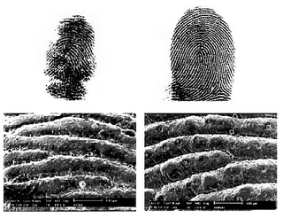 Illustration for article titled Koalas have exactly the same fingerprints as humans